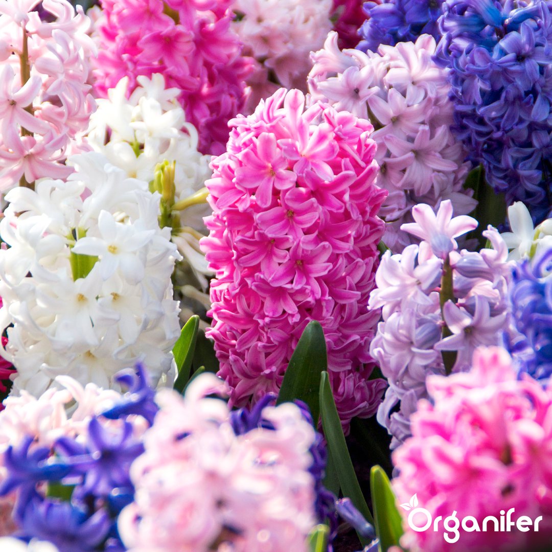 Hyacinths Colorful Mix 6