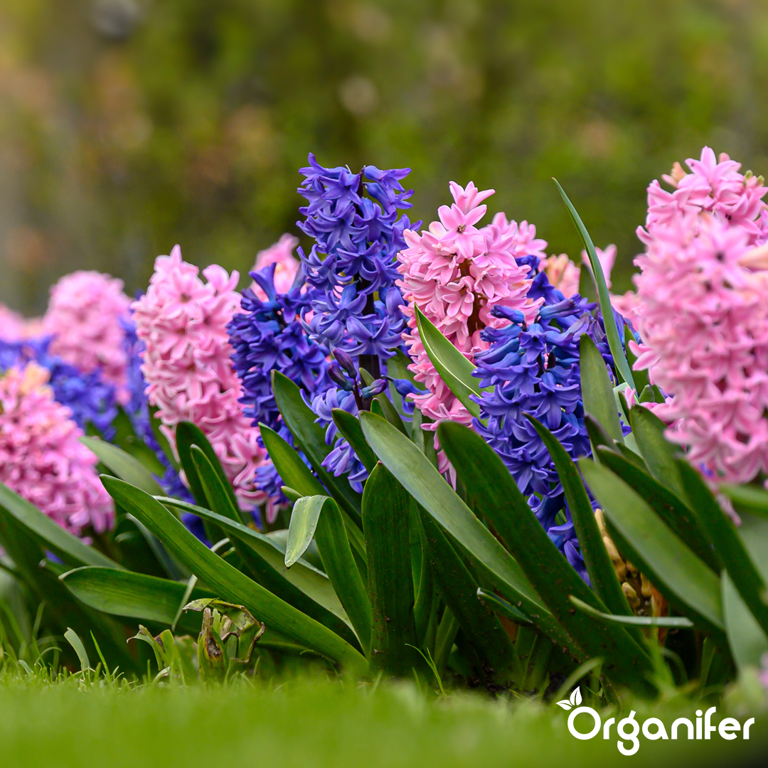 Hyacinths Colorful Mix 7