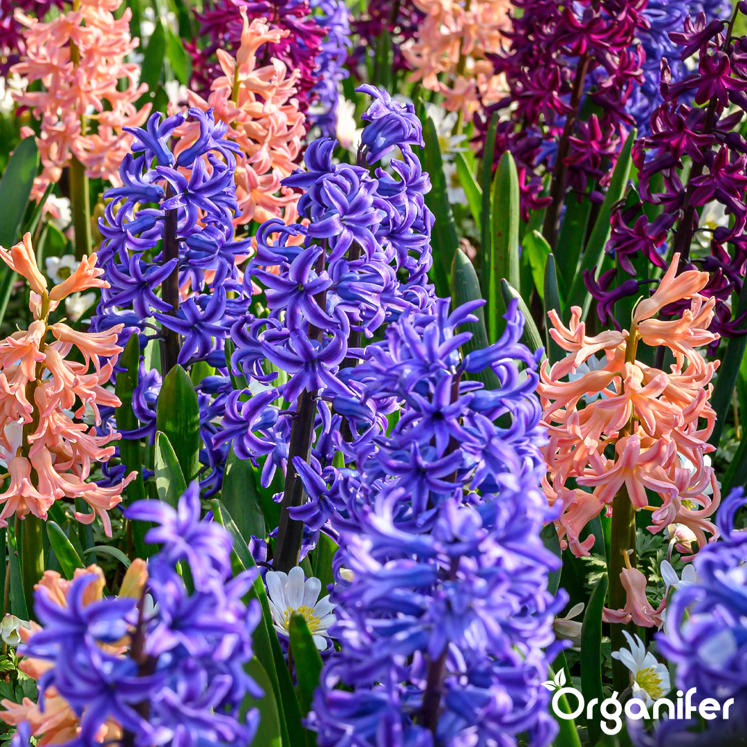 Hyacinths Colorful Mix 8