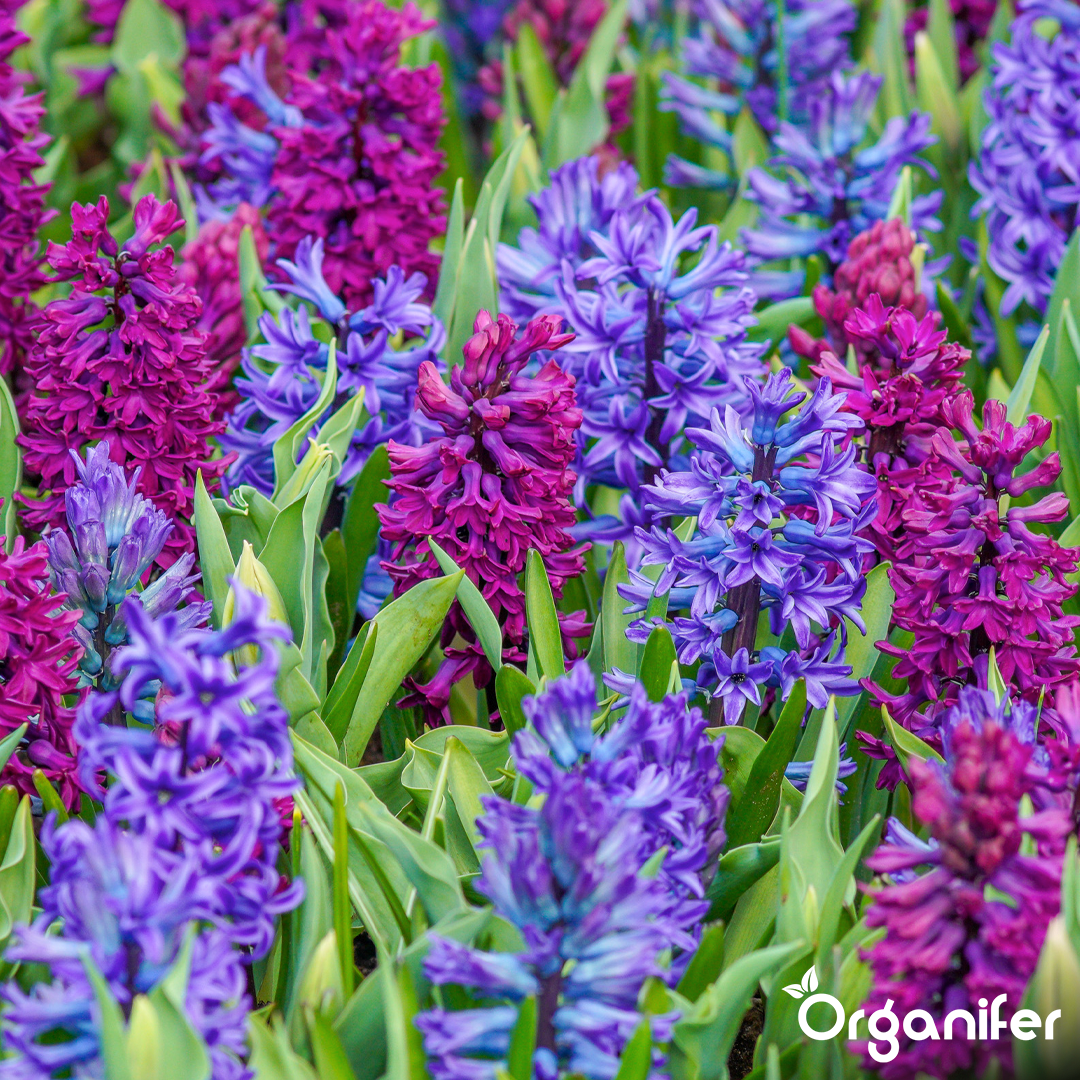 Hyacinths Colorful Mix 9