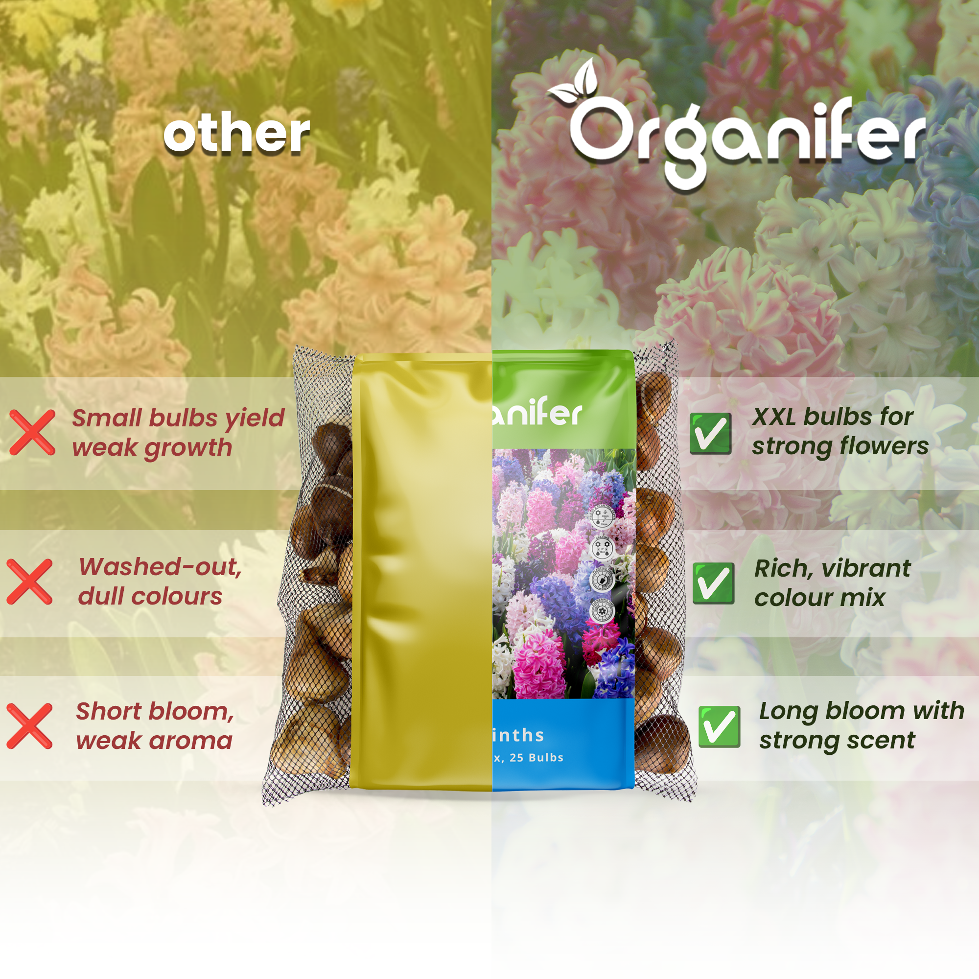 Hyacinths – Colorful Mix Compare