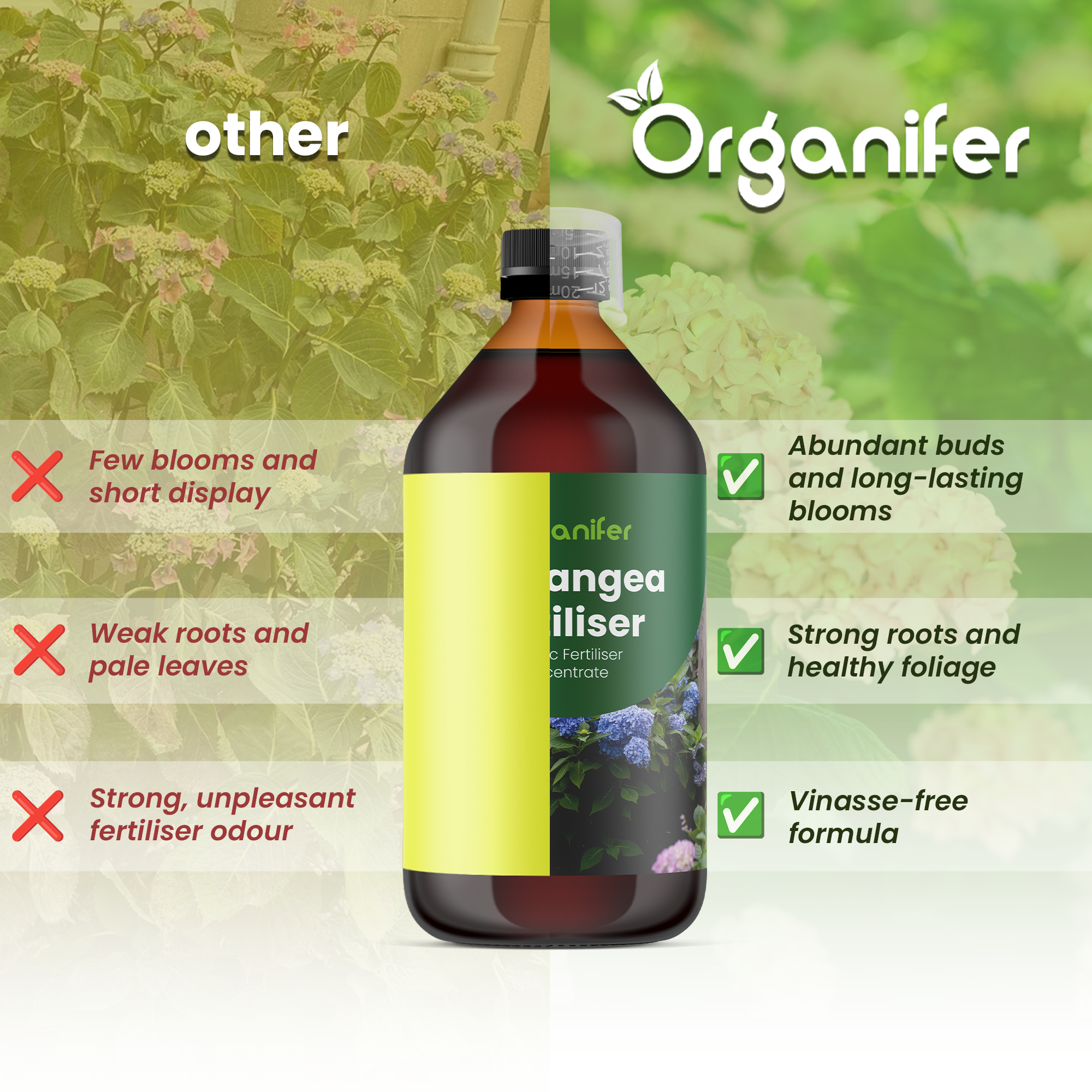 Hydrangea comparison