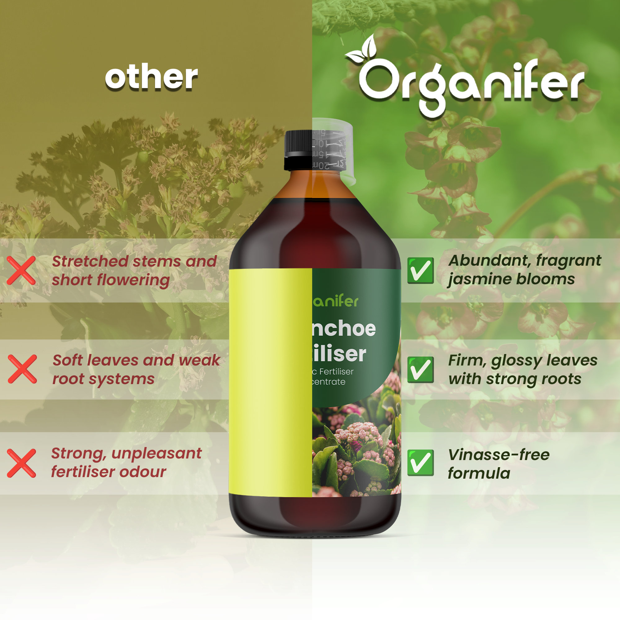 Kalanchoe_comparison