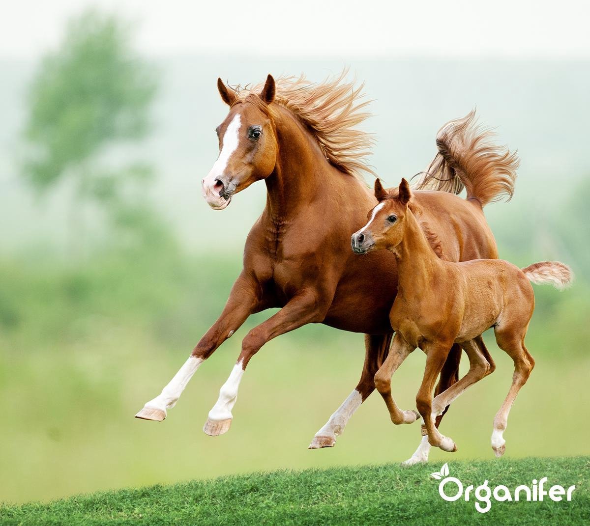 Lime Fertiliser with Magnesium (10x = 200 kg – for 4.000 m2)