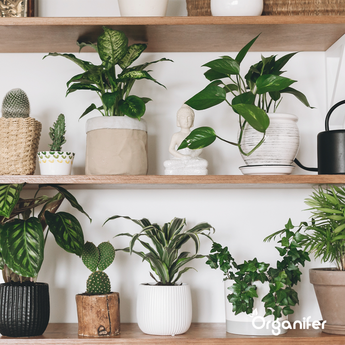 Zimmerpflanzen-Saatgutpaket - 13 Sorten