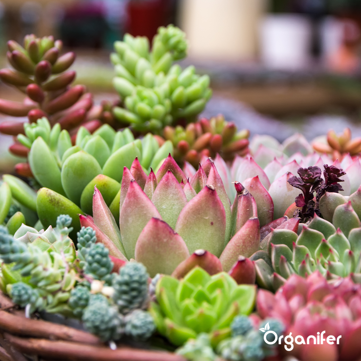 Zimmerpflanzen-Saatgutpaket - 13 Sorten