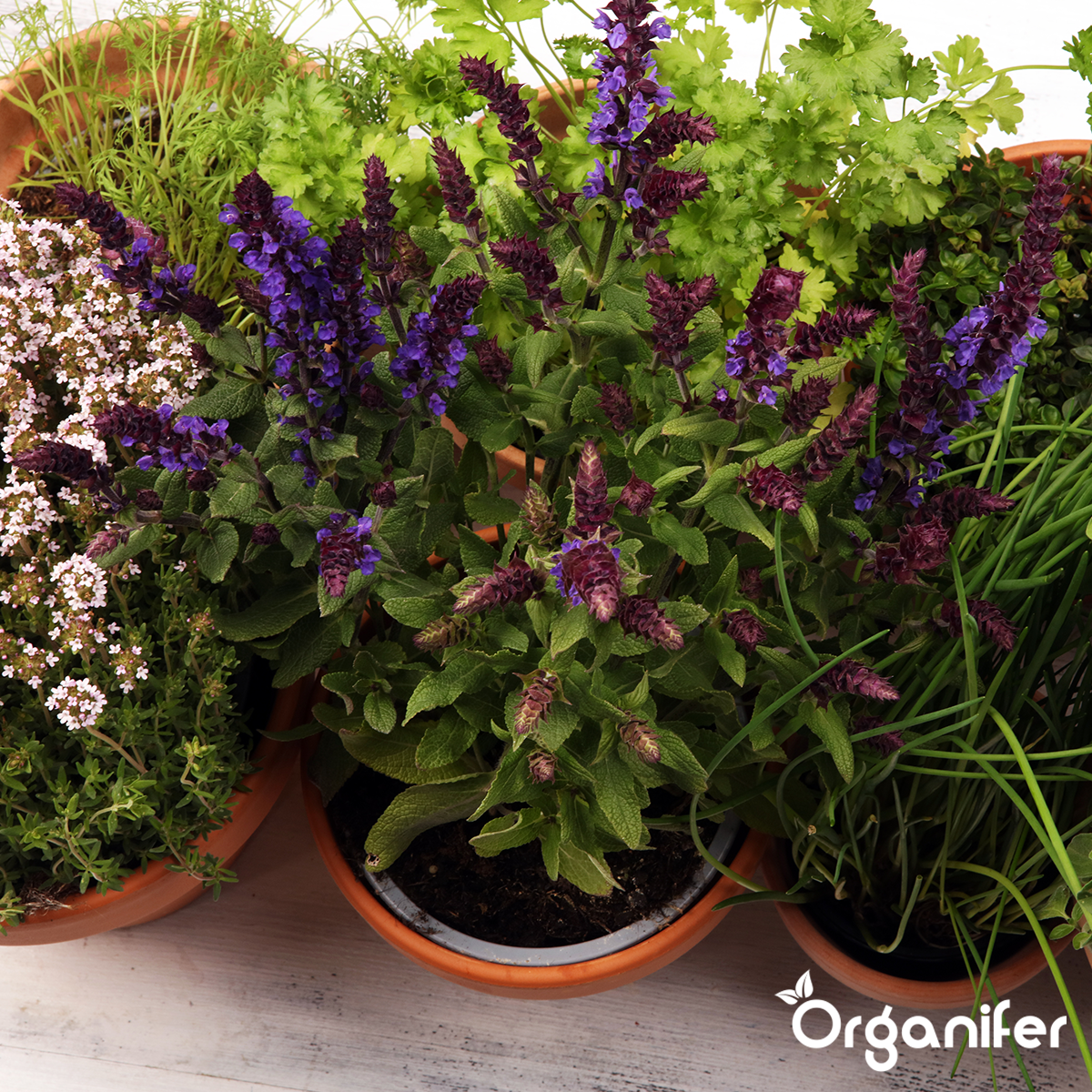 Paket semen zelišč – 12 osnovnih vrst