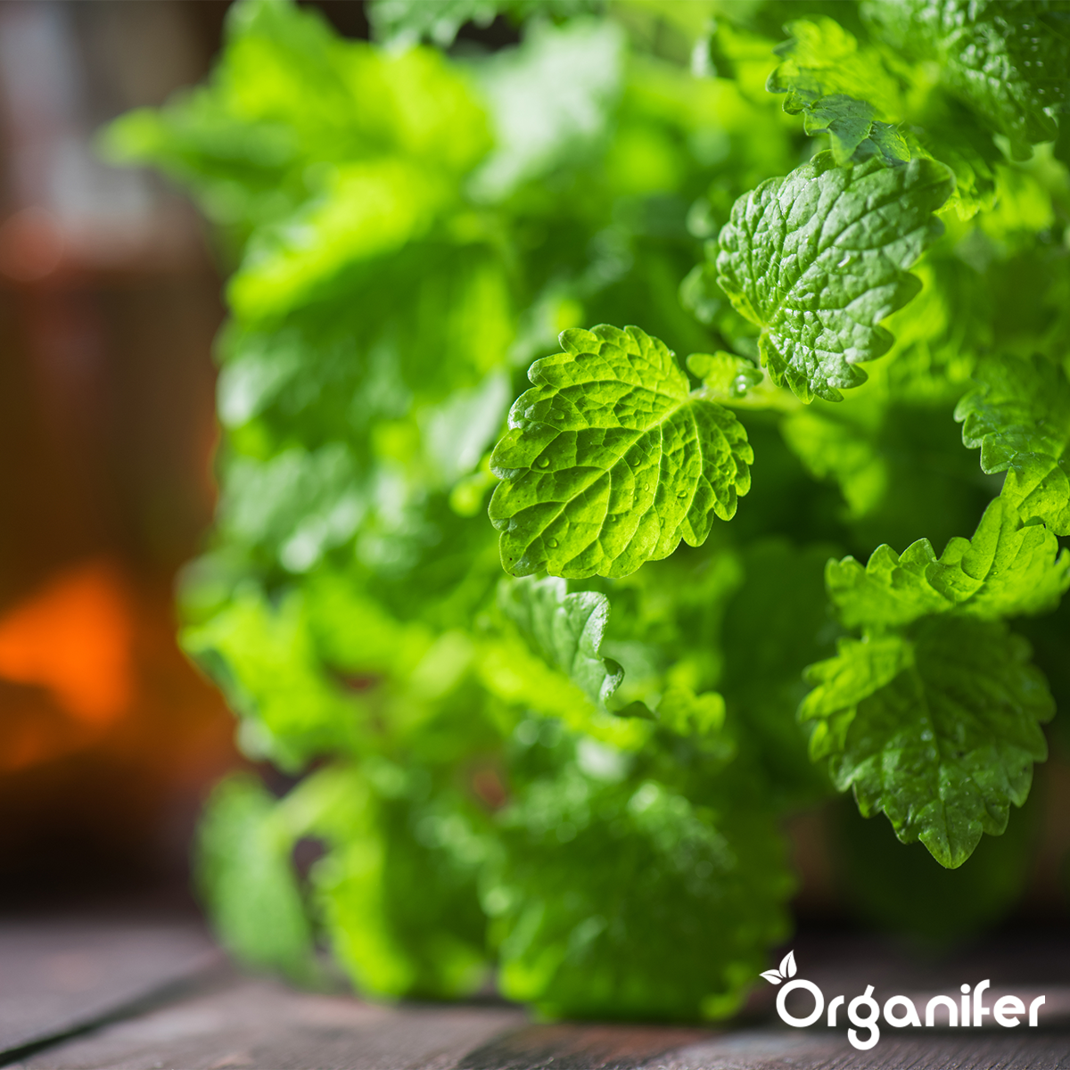 Paket semen zelišč – 12 osnovnih vrst