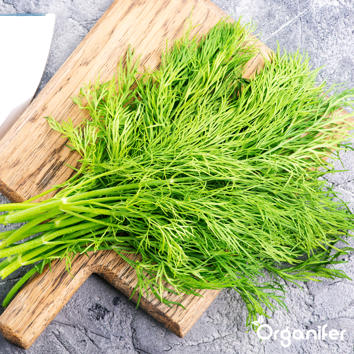 Paket semen zelišč – 12 osnovnih vrst