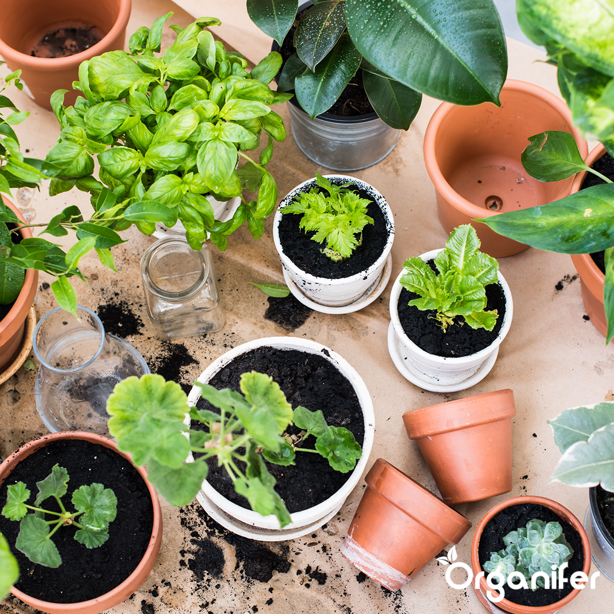 Paket semen zelišč – 12 osnovnih vrst