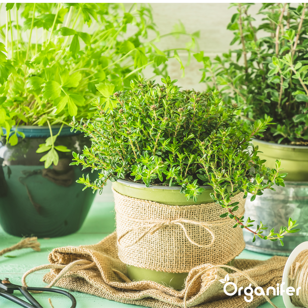 Örtfrökollektion – 22 Kulinära Sorter