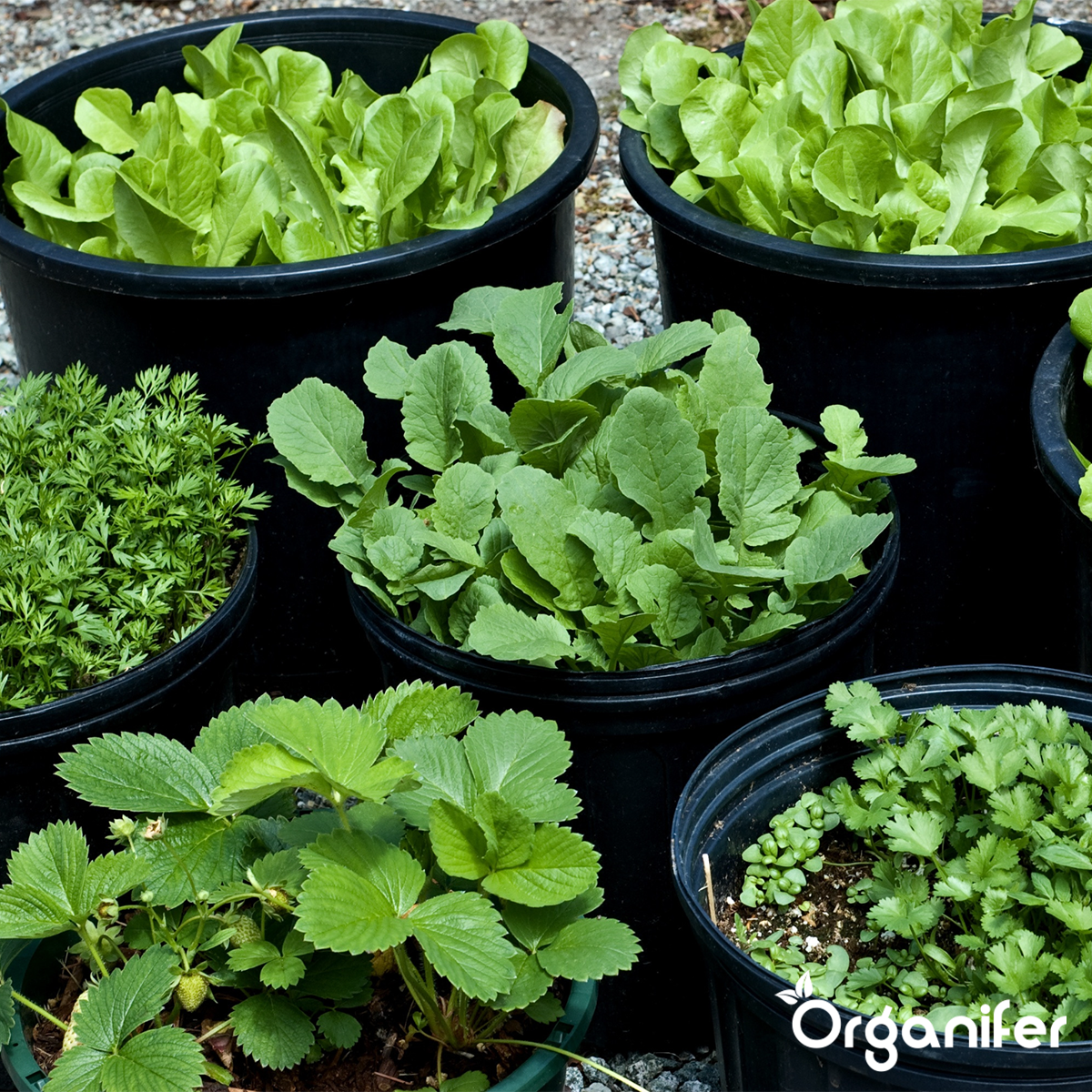 Örtfrökollektion – 22 Kulinära Sorter