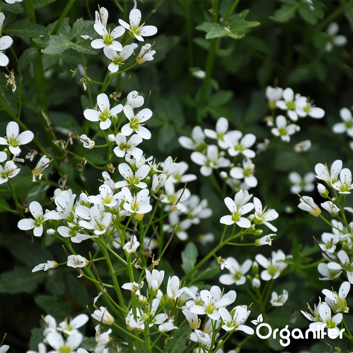 Örtfrökollektion – 22 Kulinära Sorter