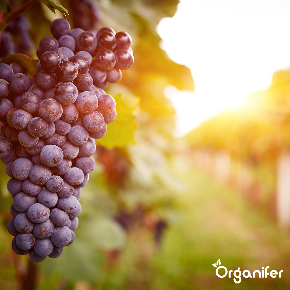 Laava Grit alkaen Eiffel Primordial Rock (12x – 240 kg – 2.400 m2)