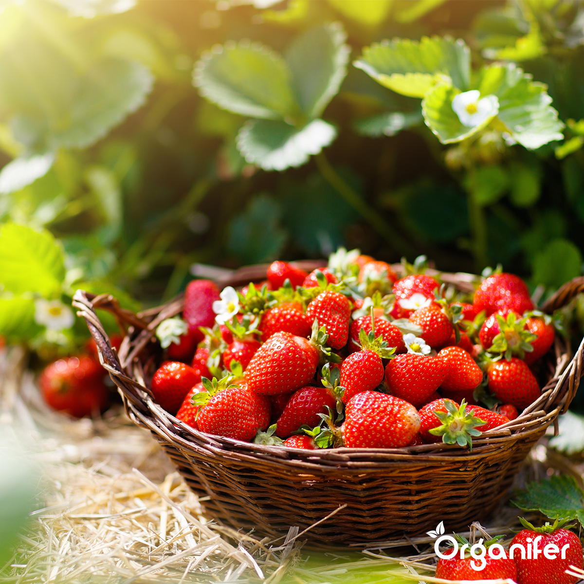 Laava Grit alkaen Eiffel Primordial Rock (25x – 500 kg – 5.000 m2)