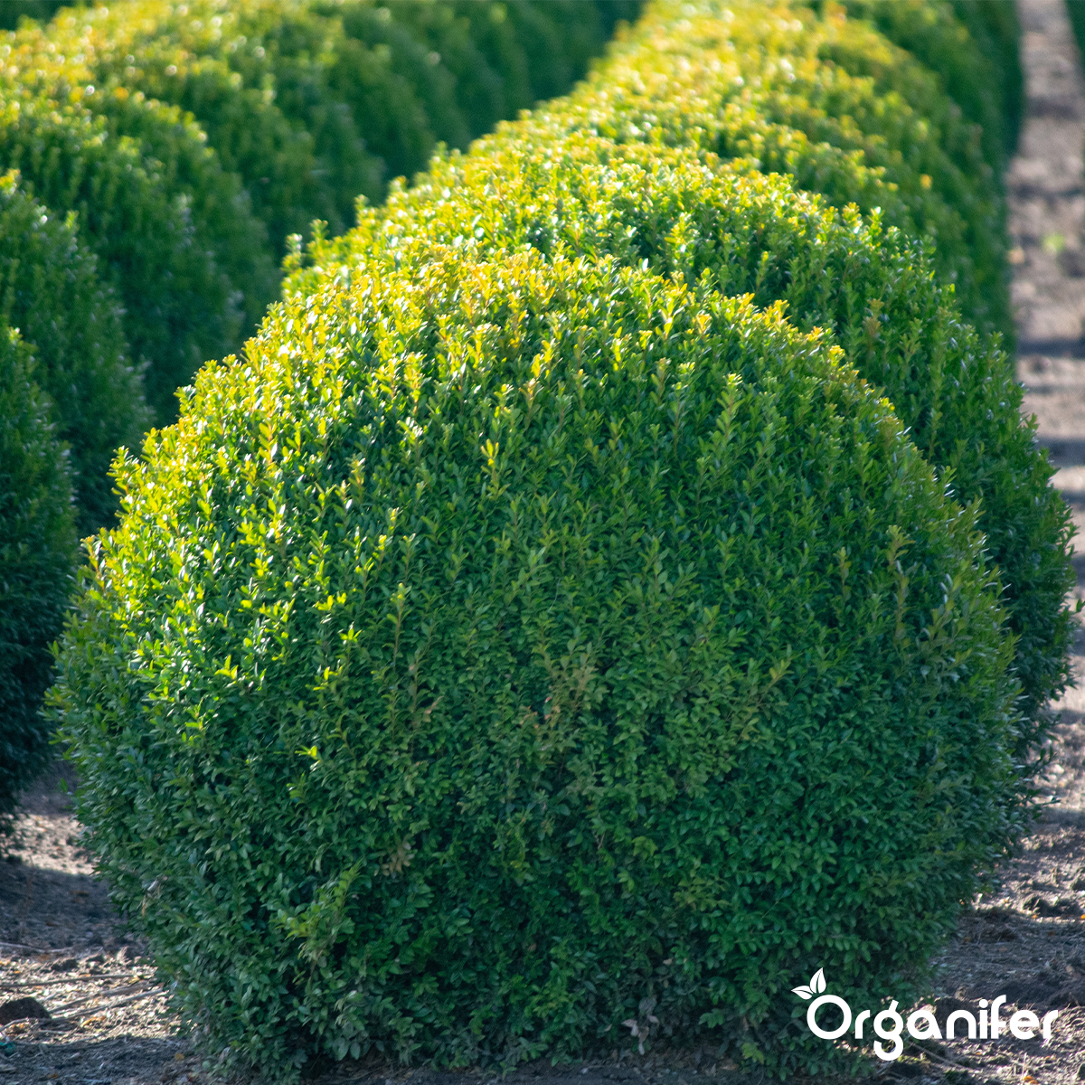 Lavameel fra Eifel Urklippe (12x = 240 kg - til 2400 m2)