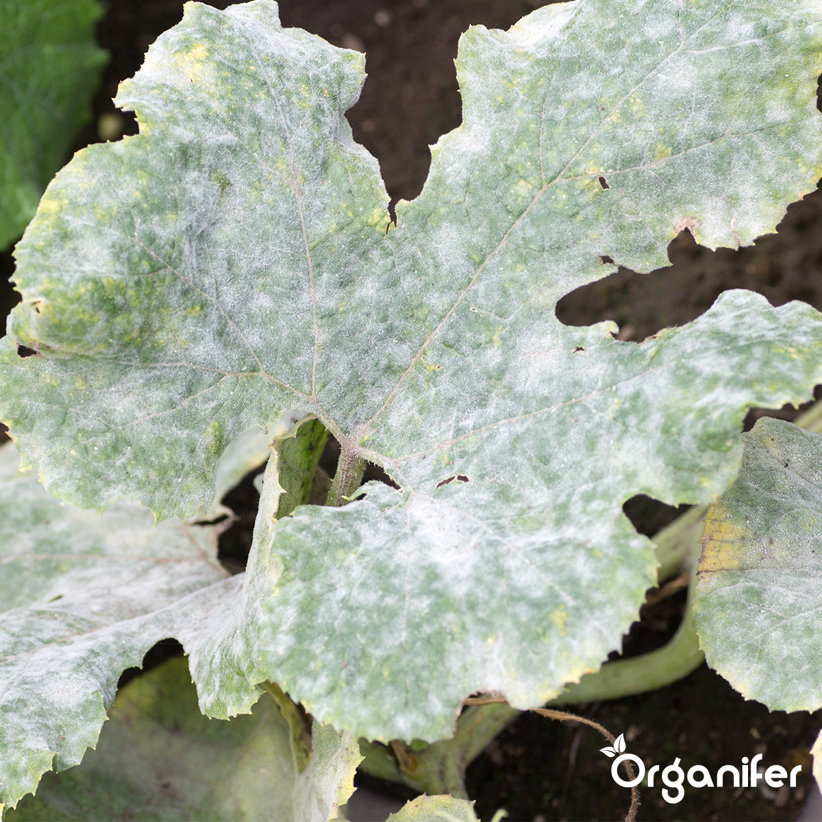 Maladies des Feuilles Concentré – 500 ml pour 500 m2