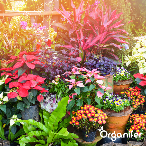 Leaf Insects Bladinsecten Capsules - 72 stuks