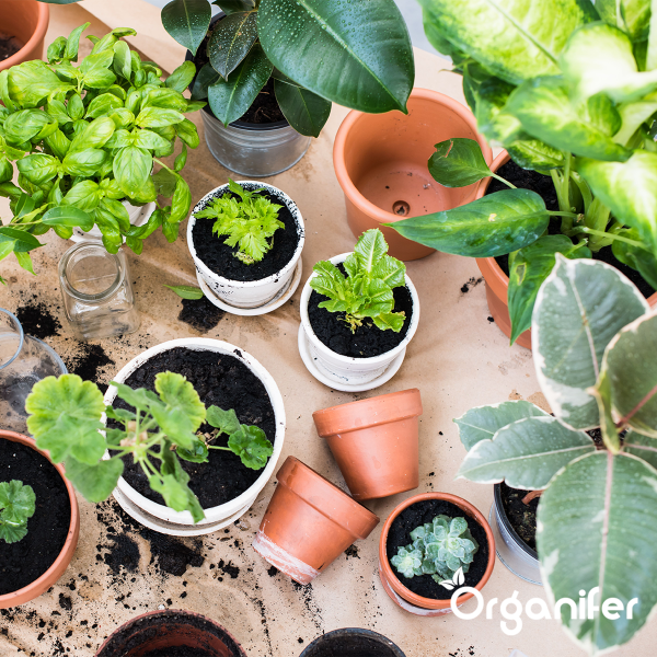 Kapselit lehtihyönteisille - 144 kpl