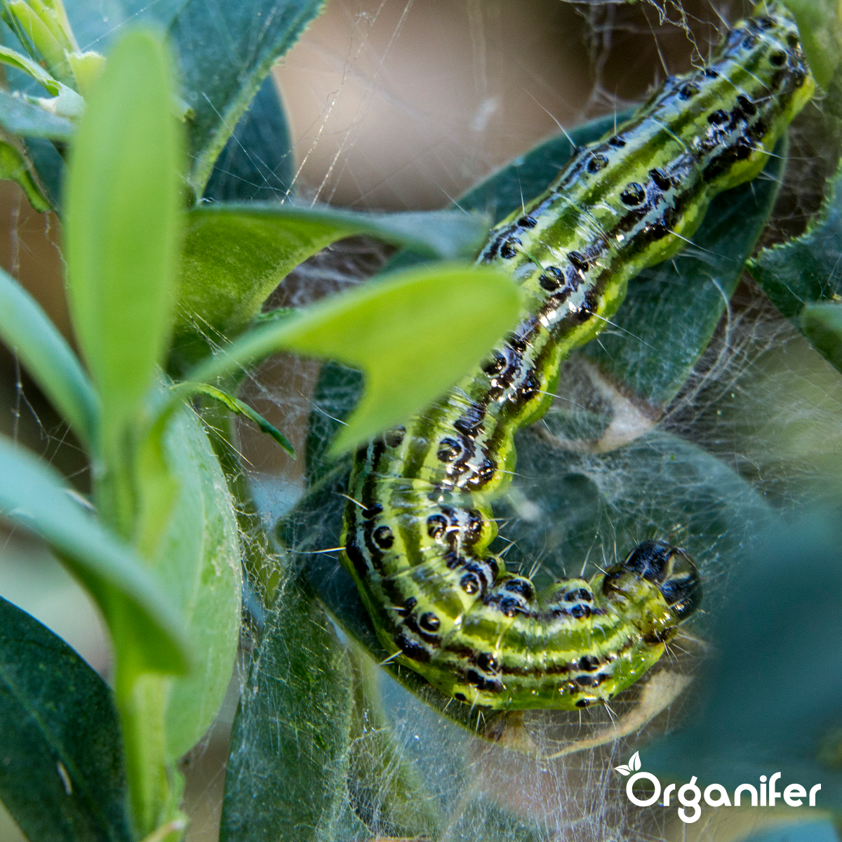 Tegen bladluizen, schildluis, wortelluis, rupsen, galmug, spint, tripsen, bladvlo en andere zuigende of vretende bladinsecten - Organifer