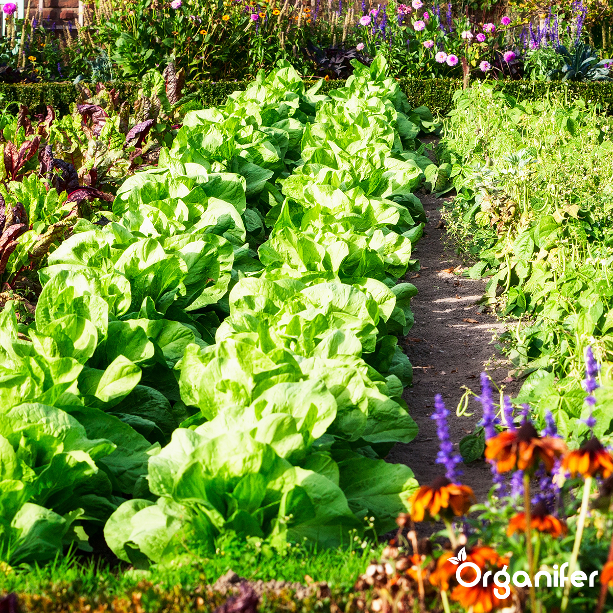 Tegen bladluizen, schildluis, wortelluis, rupsen, galmug, spint, tripsen, bladvlo en andere zuigende of vretende bladinsecten - Organifer