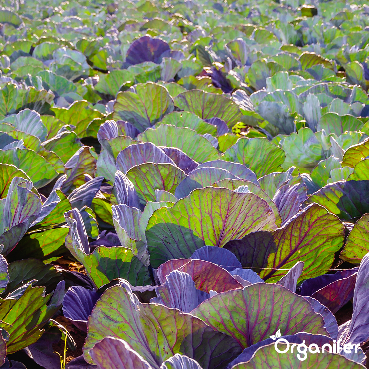 Tegen bladluizen, schildluis, wortelluis, rupsen, galmug, spint, tripsen, bladvlo en andere zuigende of vretende bladinsecten - Organifer