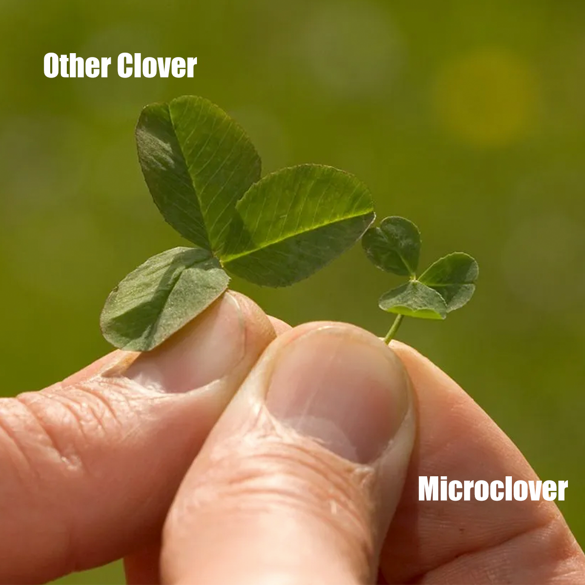 Mikrokløver Græsplæne – Ren kløverfrø (10 kg til 5000 m2)