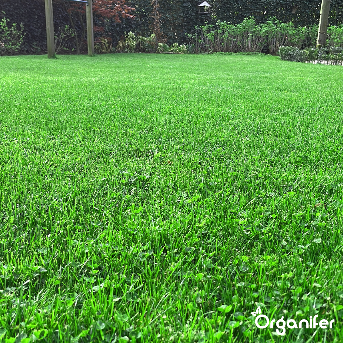 Mikrokløver Græsplæne – Ren kløverfrø (500 g til 250 m2)