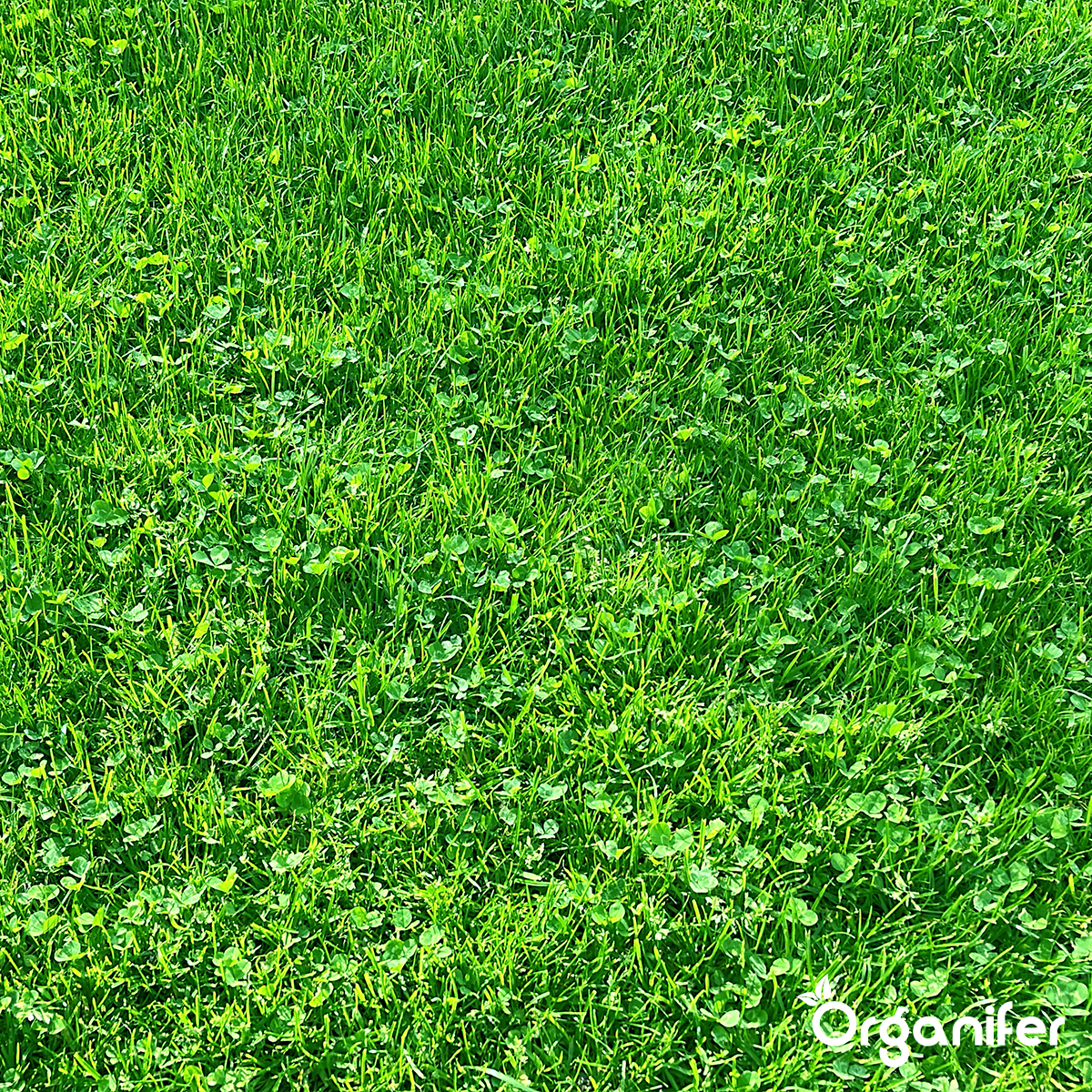 Mikrokløver Græsplæne – Ren kløverfrø (100 g til 50 m2)