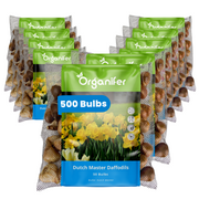 Multiple packages of Organifer Dutch Master Daffodils bulbs on a white background