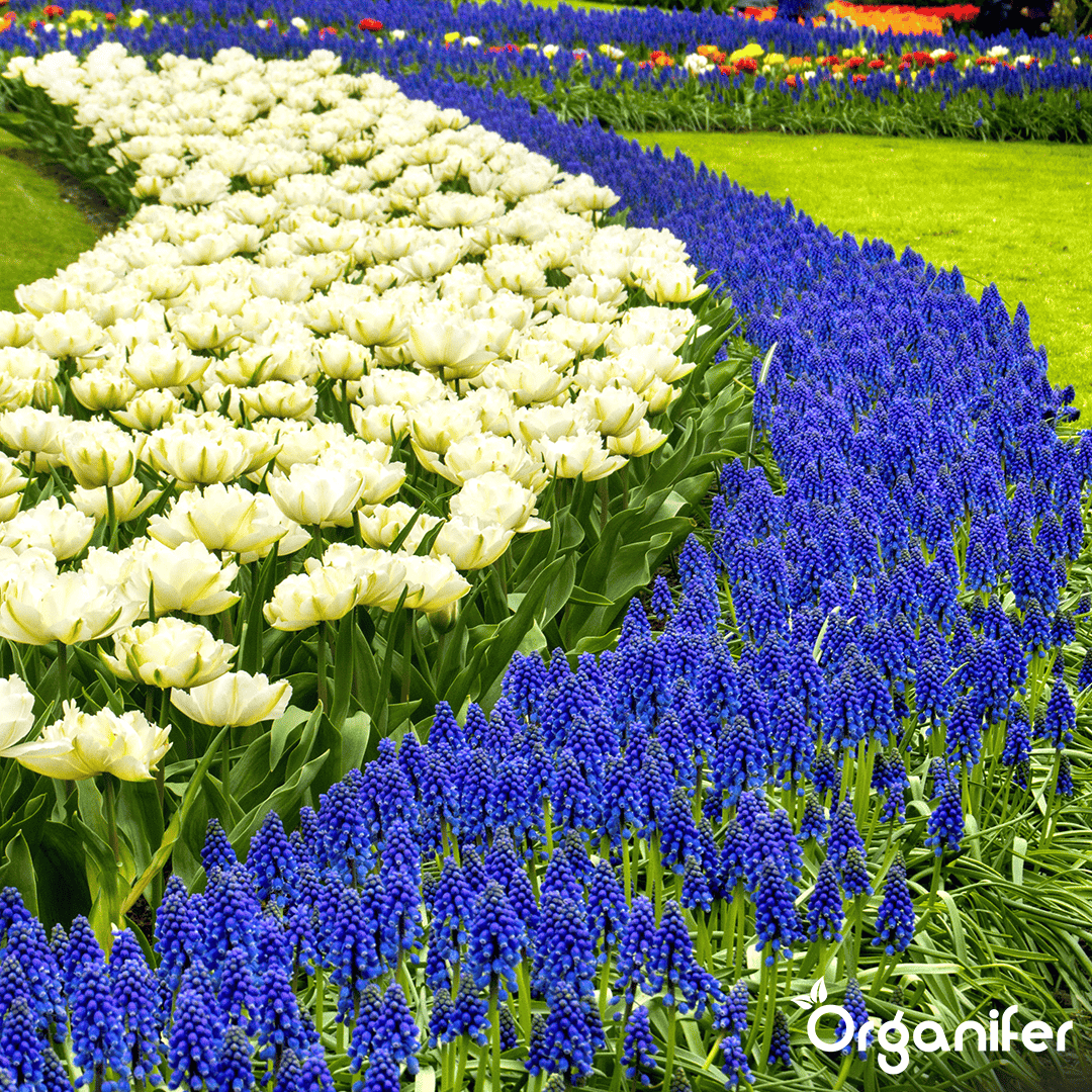 100 Muscari Armeniacum Bollen (XXL Bloembollen formaat 9/10 cm)