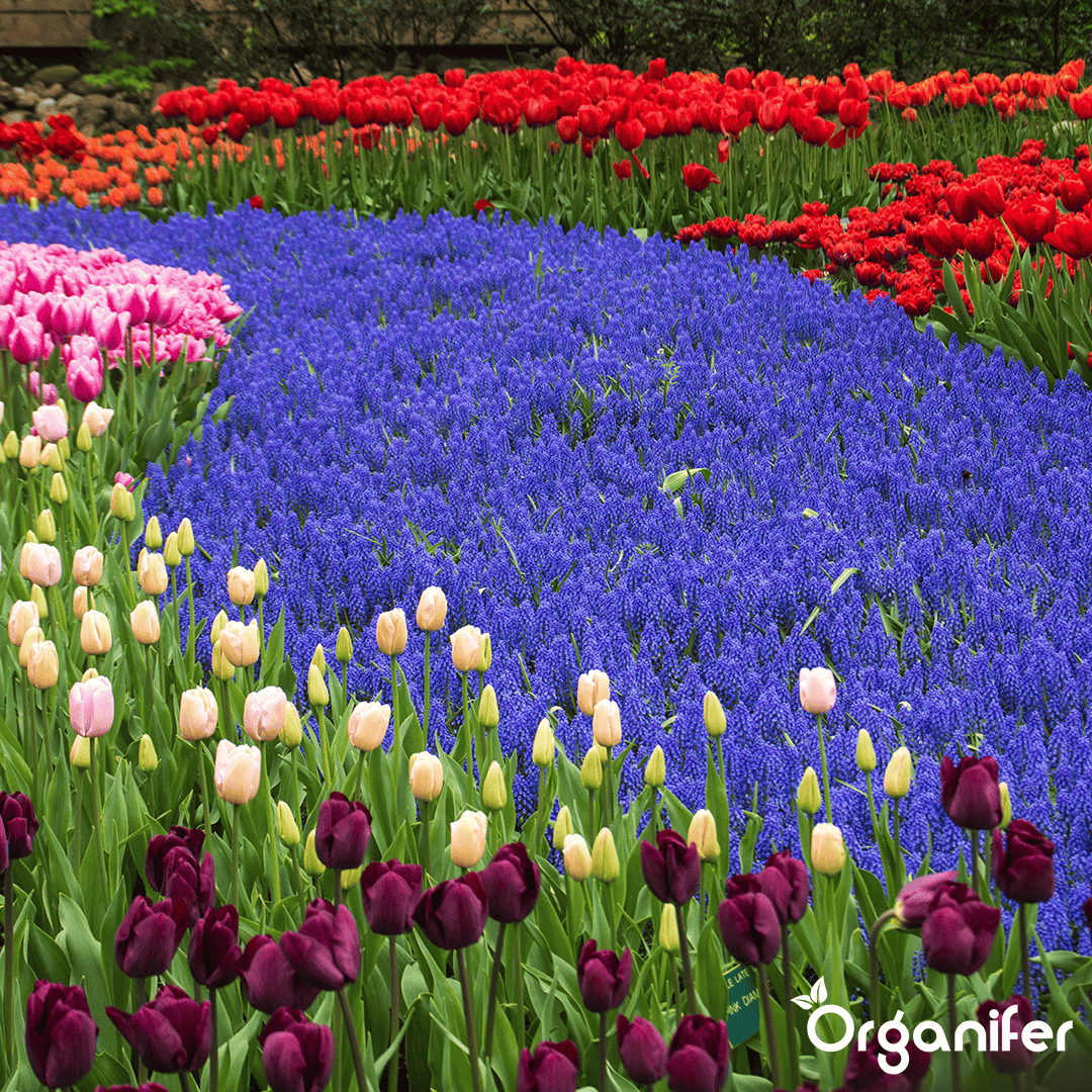 1000 Muscari Armeniacum Bollen (XXL Bloembollen formaat 9/10 cm)