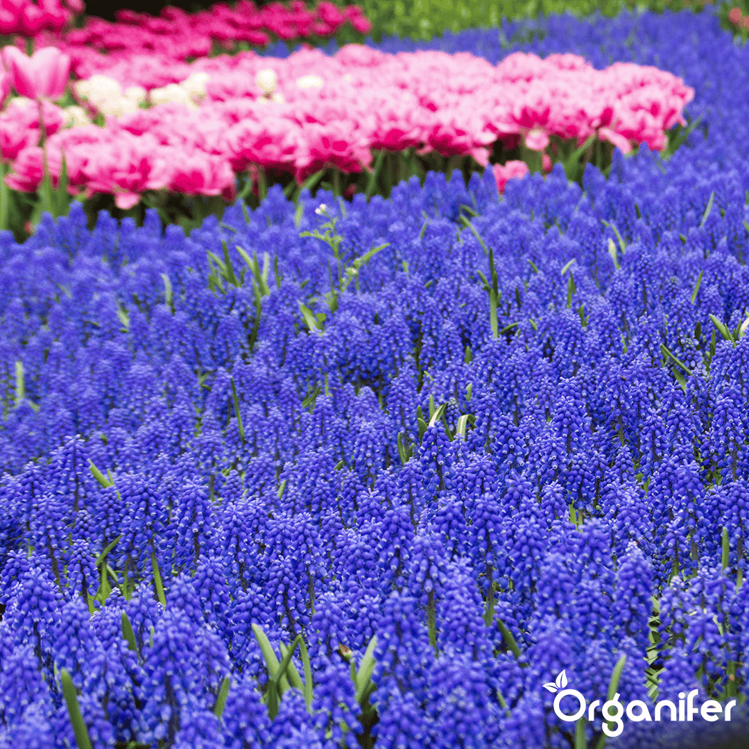 1000 Muscari Armeniacum Bollen (XXL Bloembollen formaat 9/10 cm)