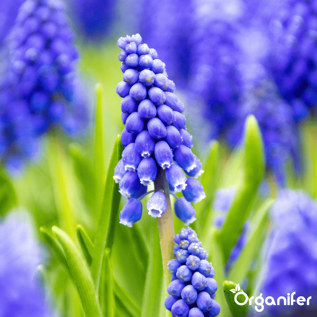 1000 Muscari Armeniacum Bollen (XXL Bloembollen formaat 9/10 cm)