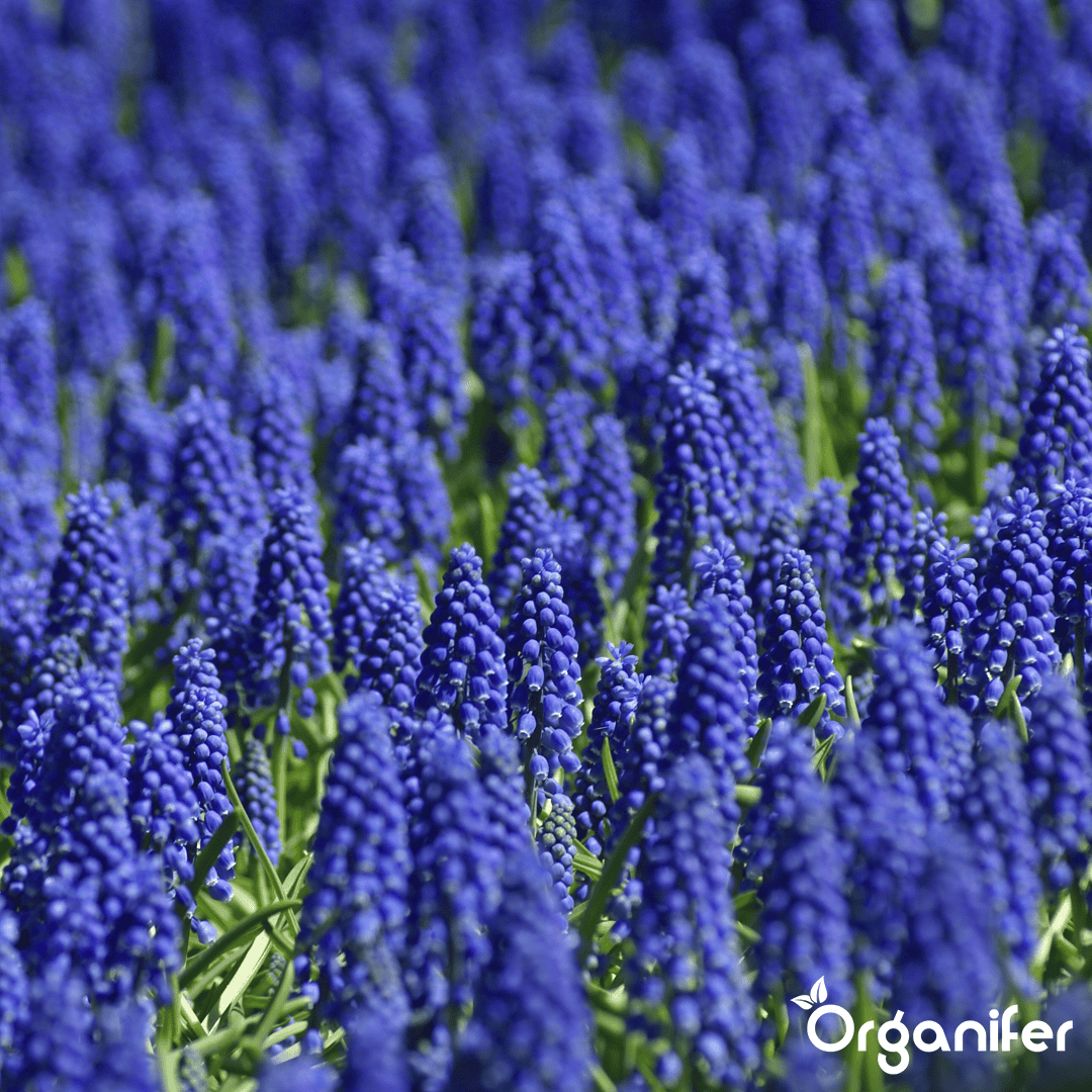 1000 Muscari Armeniacum Bollen (XXL Bloembollen formaat 9/10 cm)