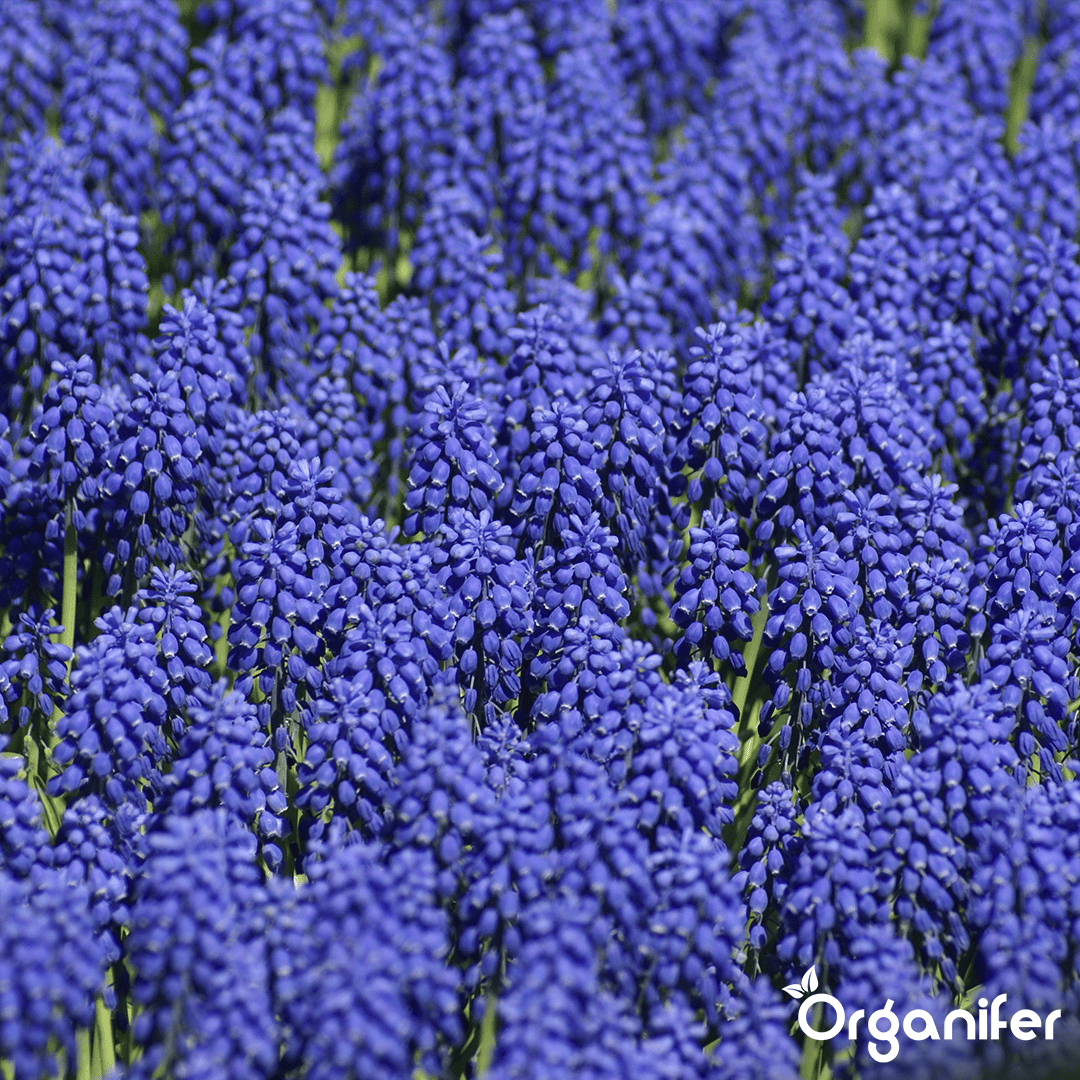 500 Muscari Armeniacum Bollen (XXL Bloembollen formaat 9/10 cm)