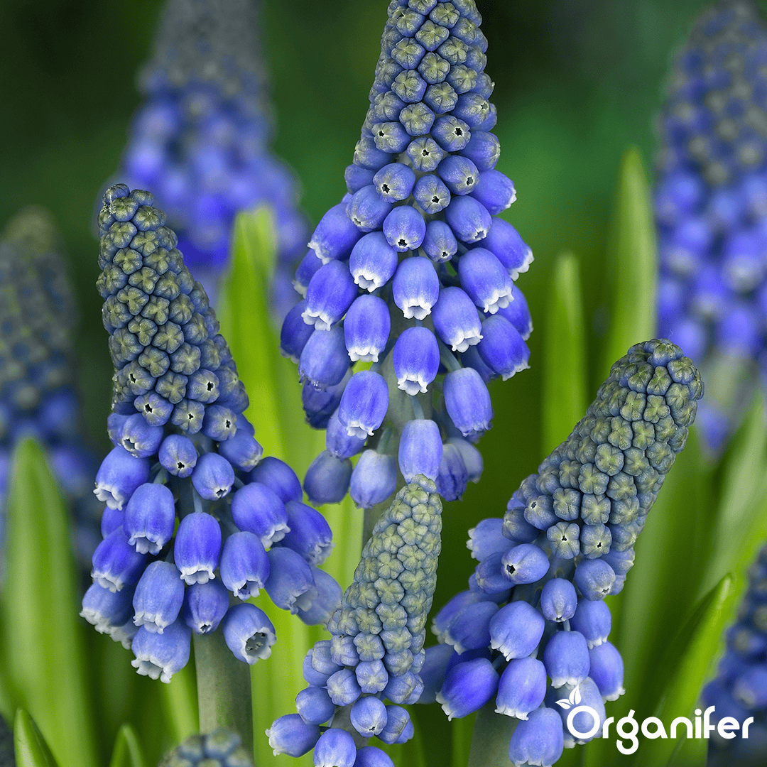 200 Muscari Armeniacum Bollen (XXL Bloembollen formaat 9/10 cm)