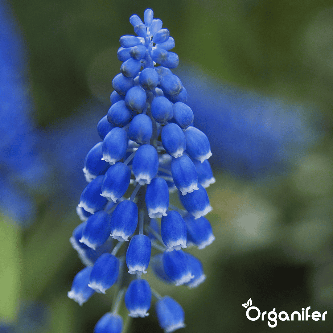 1000 Muscari Armeniacum Bollen (XXL Bloembollen formaat 9/10 cm)