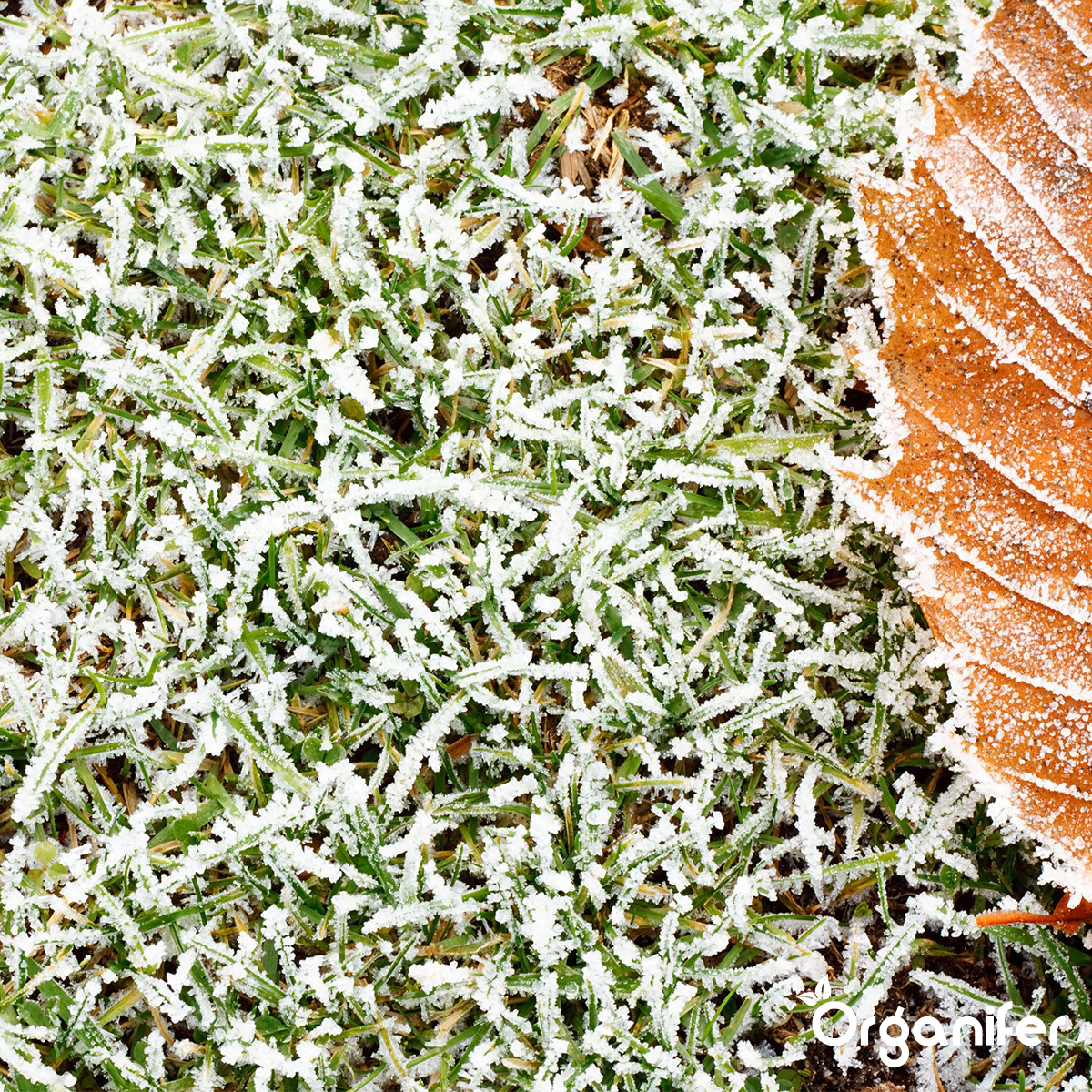 Herbstdünger All-In-One (10 kg - für 200 m2)