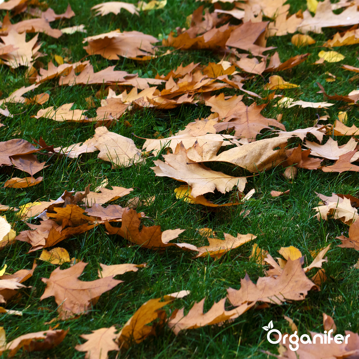 Organifer Najaarsbemesting