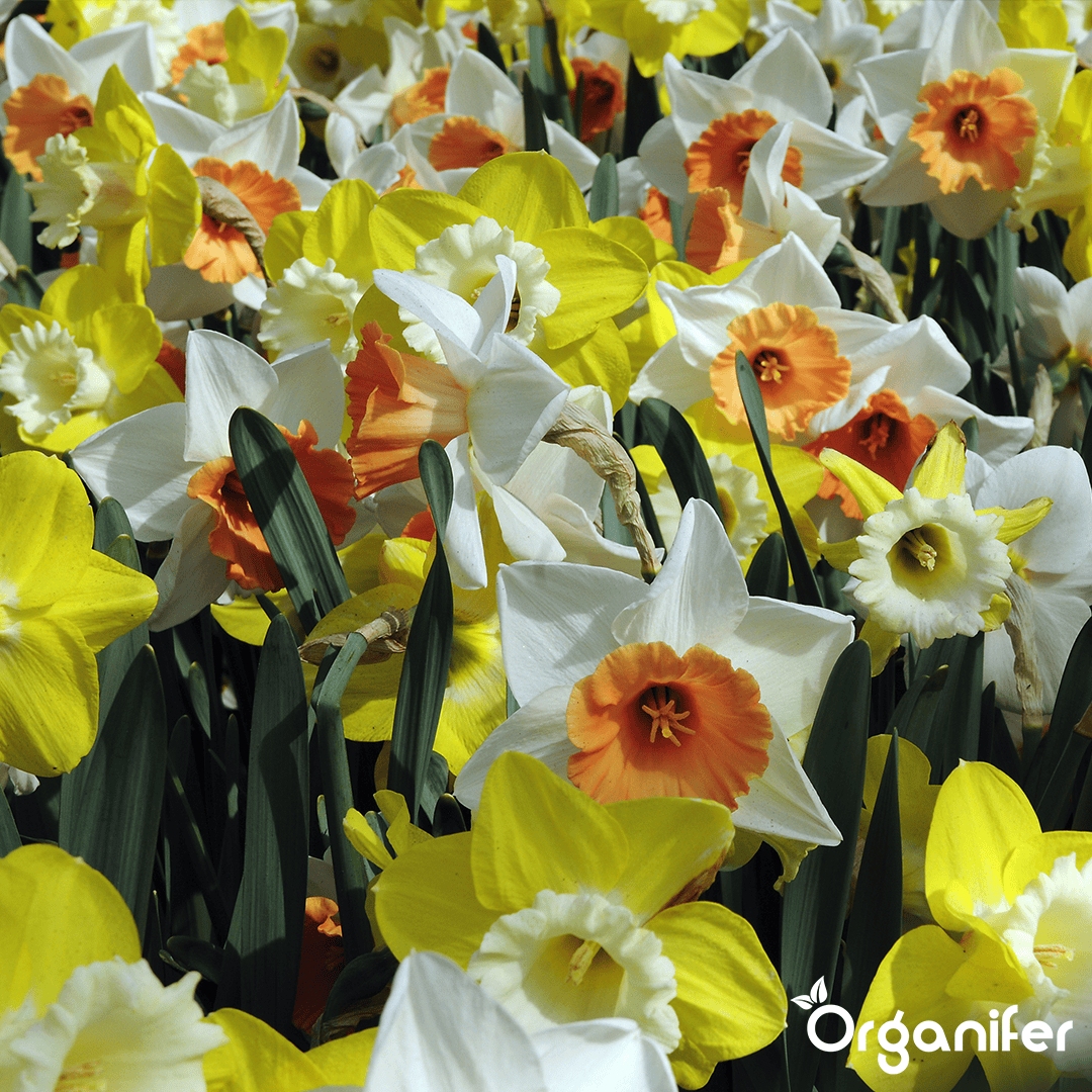 250 Narcissenbollen - 6 Elegante Soorten (XXL Bloembollen formaat 12 / 14 cm)