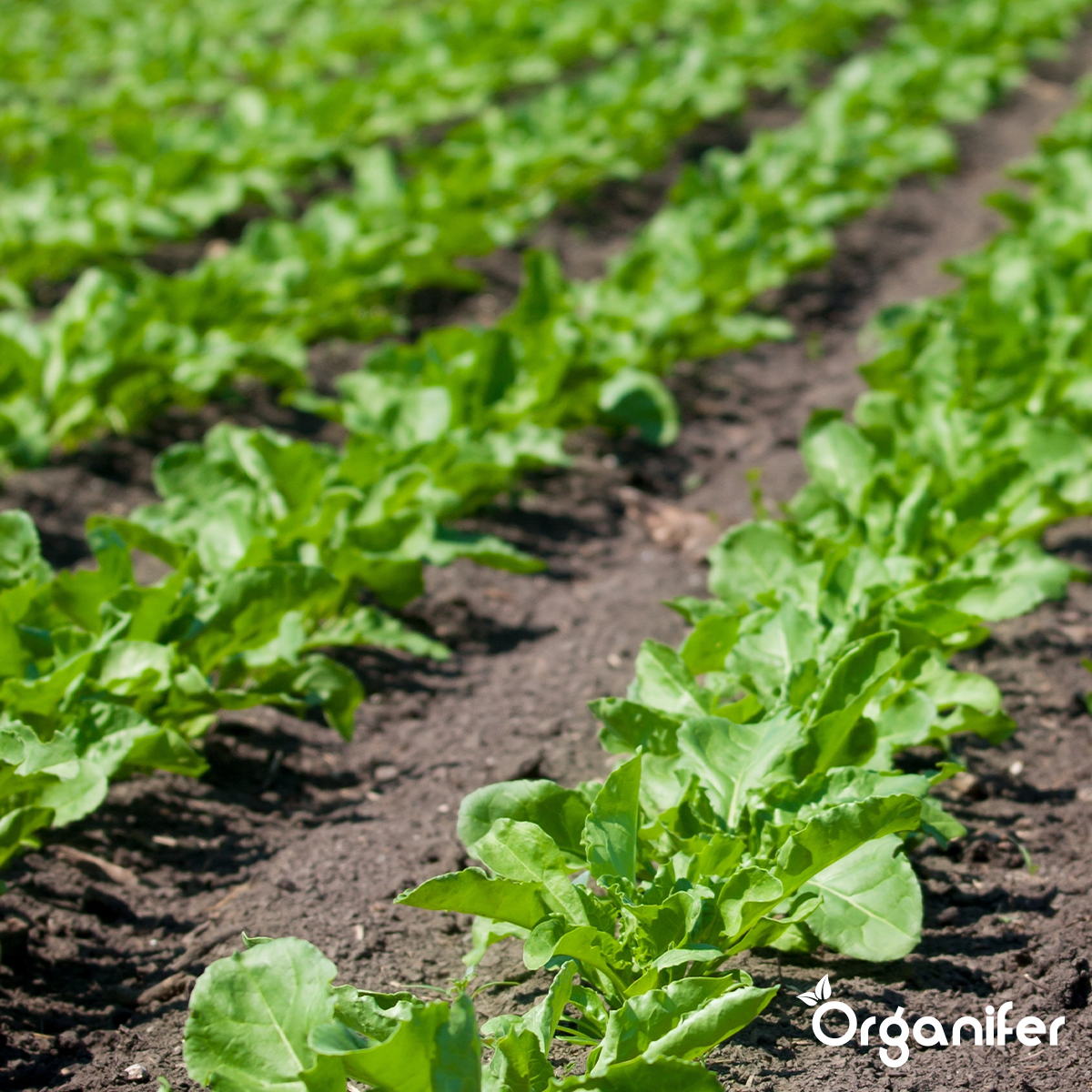 Nematode – Concentrat de Nematode pentru Sol – 250 ml pentru 250 m2