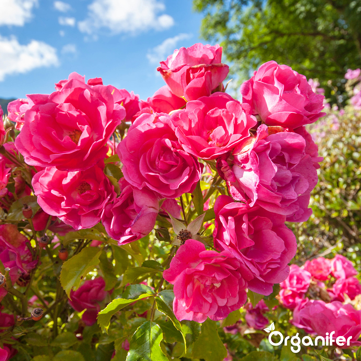 Nematode – Concentrat de Nematode pentru Sol – 250 ml pentru 250 m2