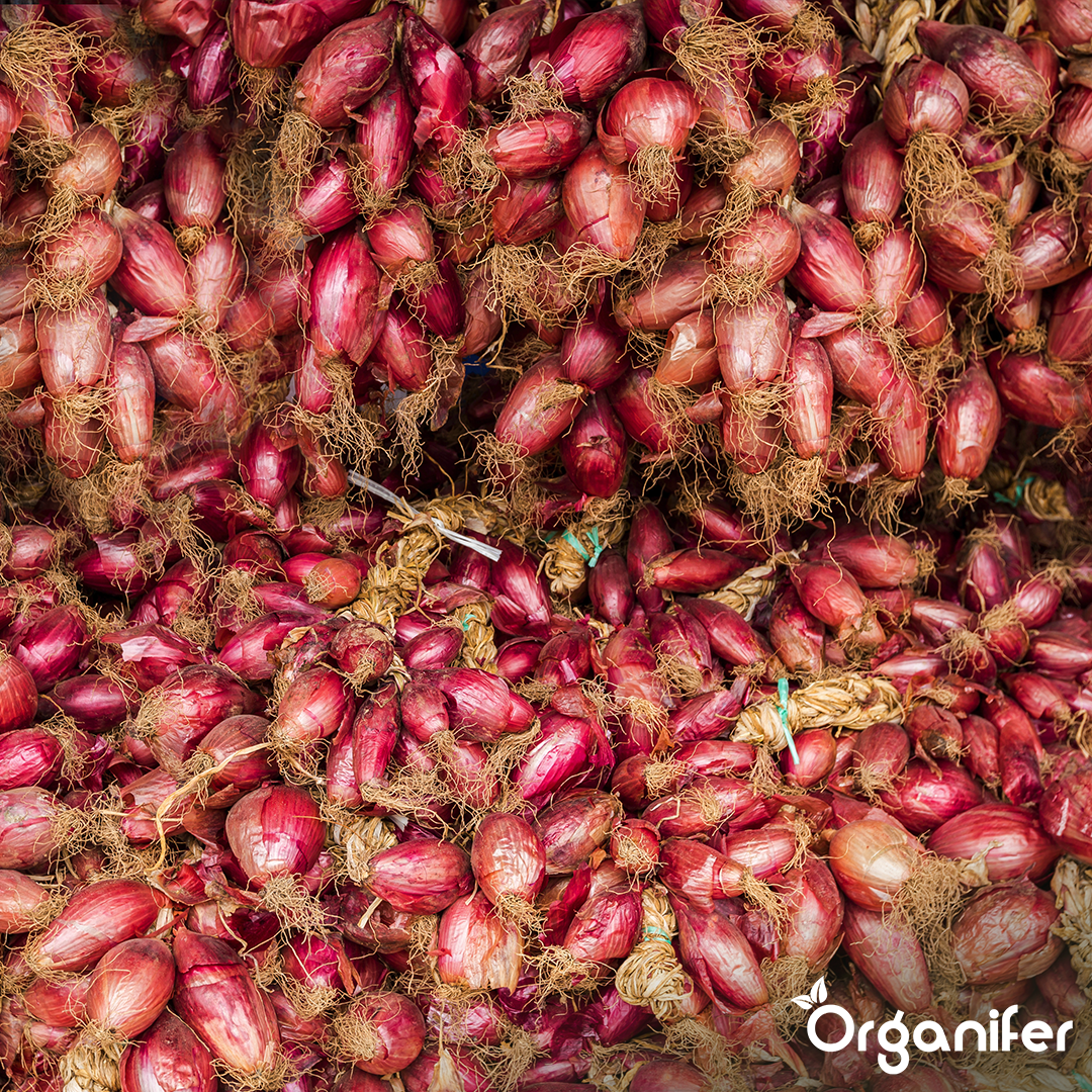 Onion Sets Red Baron 14_21 1