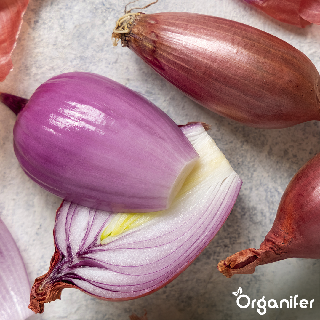 Onion Sets Red Baron 14_21 4