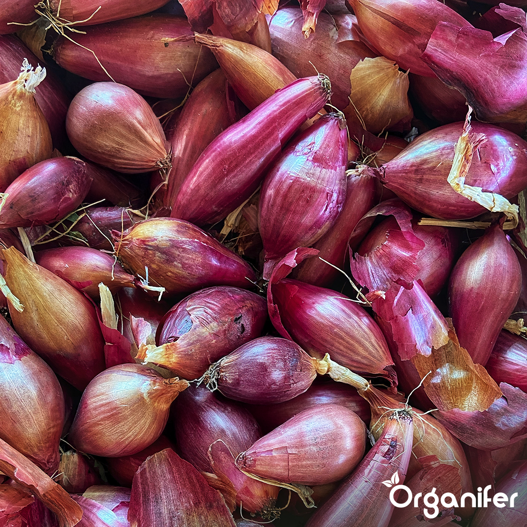 Onion Sets Red Baron 14_21 5