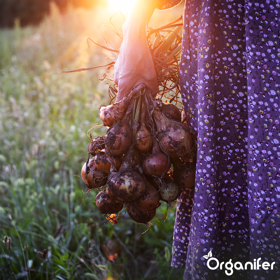 Onion Sets Red Baron 14_21 6