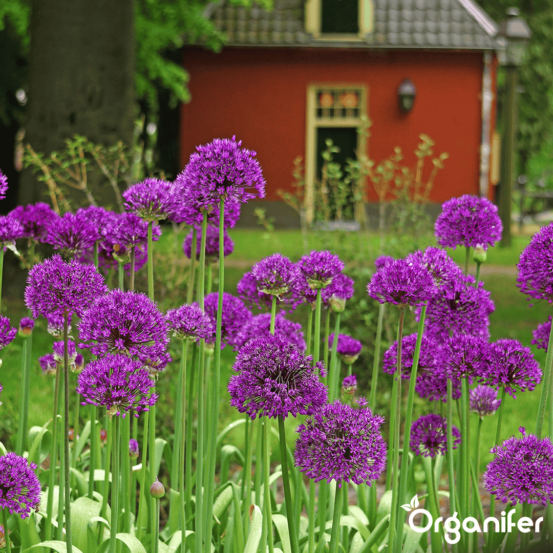 Organifer-Allium-flower-bulbs
