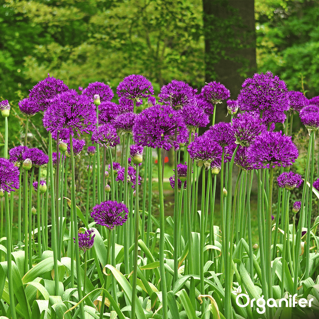 Organifer-Allium-flower-bulbs