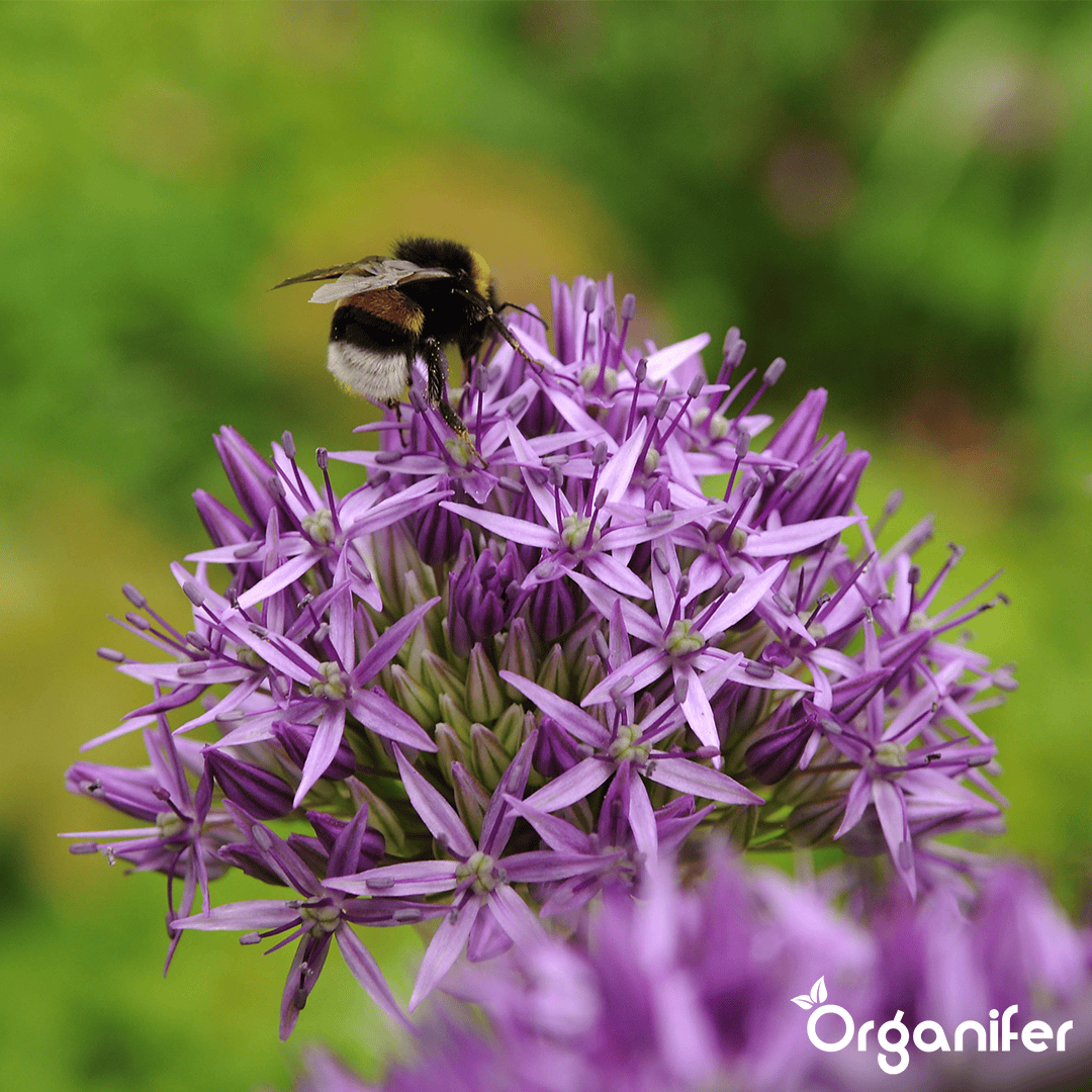Organifer-Allium-flower-bulbs
